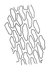 Bryum laevigatum, upper laminal cells. Drawn from A.J. Fife 8492, CHR 464732.
 Image: R.C. Wagstaff © Landcare Research 2015 